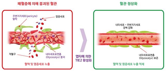 패혈증에 의해 붕괴된 혈관과 TIE2 활성화에 의한 정상화된 혈관.<사진=IBS 제공>