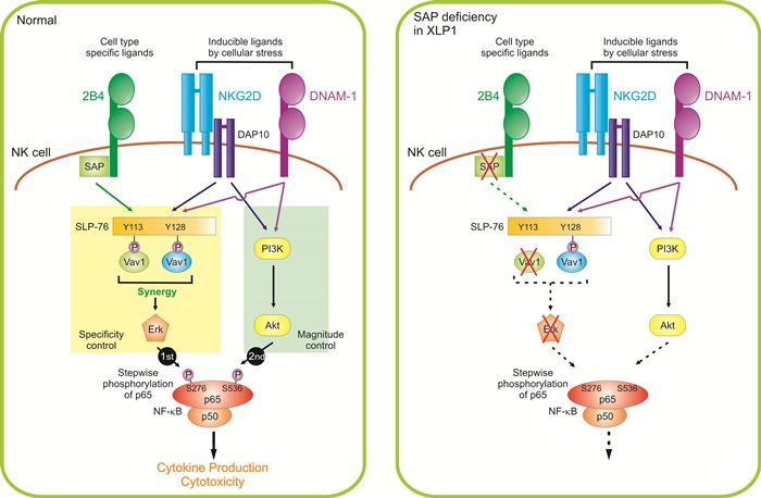자연살해세포에 면역수용체 조합에 의한 NF-κB 활성화 모식도. 정상 자연살해세포의 경우 특정 수용체 조합(NKG2D+2B4)에 의한 Vav1과 p65의 단계적인 인산화로 시너지 활성화를 유도하나 XLP1 자연살해세포의 경우 이러한 시너지 활성화에 심각한 결함이 있어 NF-κB 활성화와 암세포 제거가 불가능함을 나타낸다.<자료=한국연구재단 제공>