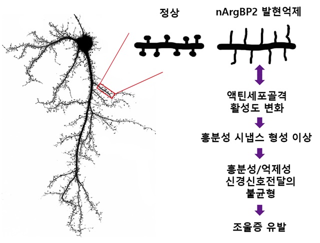 신경세포에서 nArgBP2의 작용기작.<사진=한국연구재단 제공>