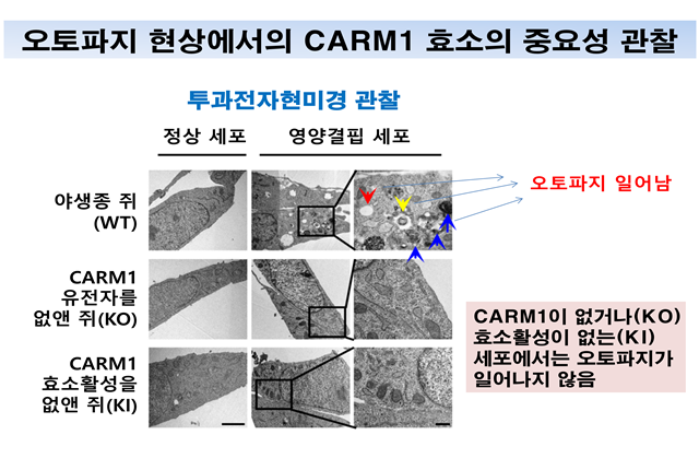 백성희 교수 연구팀은 당 결핍 상황에서 일어나는 오토파지 현상이 Carm1 유전자가 결손된 Knock-out(KO) 배아섬유아세포나 효소 활성이 없는 Knock-in(KI) 배아섬유아세포에서는 관찰되지 않음을 통해 CARM1 효소가 오토파지에서 중요함을 규명했다.<사진=연구팀 제공> 