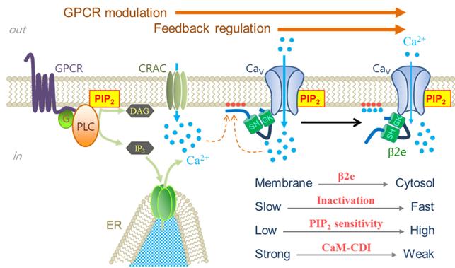  세포막에 존재하는 수용체(GPCR) 또는 칼슘채널(CRAC, CaV Channel)의 활성화로 인해 세포 내로 유입된 칼슘이온(Ca2+)은 세포막의 인지질에 직접 결합함으로 다른 단백질의 인지질 결합을 경쟁적으로 저해한다.<자료=DGIST 제공>