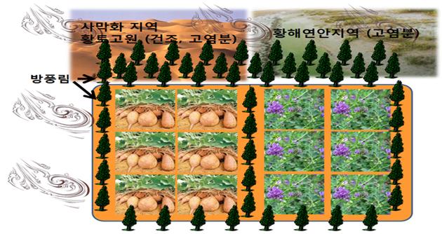 사막화방지를 위한 산업식물(고구마, 알팔파, 포플러) 재배 모식도.<그림=곽상수 박사 제공>