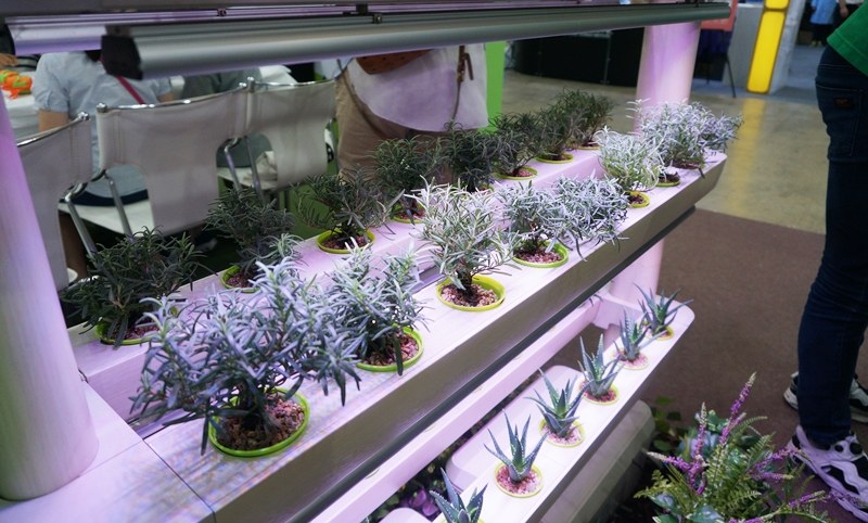 깨끗한 지구를 위한 녹색기술 활용법! 착한조명 LED로 식물을 재배하는 모습.<사진=김지영 기자>