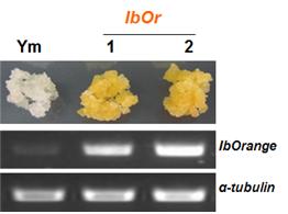 흰색 고구마 배양세포에 고구마 Orange 단백질 유전자를 고발현 시킨 황색의 형질전환 고구마 배양세포(오른쪽 2개체).<사진=한국생명공학연구원 제공>