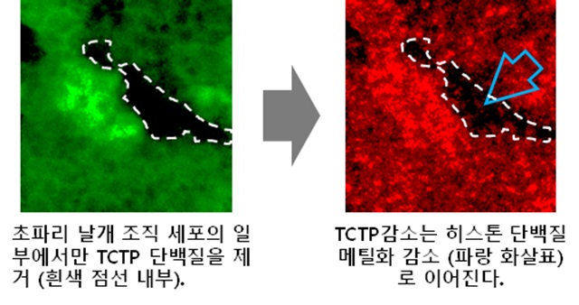 초파리 날개 조직에서 정상세포(초록)와 달리 Tctp가 없는 세포 (흰색 점선 내부)에서는 DNA를 접힌 상태로 유지하는데 필요한 히스톤 단백질의 메틸화 (H3K9me2, 빨강)가 주변의 정상세포에 비해 매우 줄어든다(파랑 화살표 부분).<사진=KAIST 제공> 
