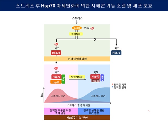 스트레스에 의해 유도된 Hsp70 아세틸화에 의한 샤페론 기능 조절 및 세포 보호 효과 규명 모식도. 스트레스 초기에 Hsp70이 아세틸화 되어 변형된 단백질을 복구하며, 후기에 탈아세틸화 되어 변형된 단백질을 분해하여 제거한다.<사진=연구팀 제공>