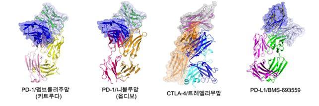 면역 체크포인트 단백질인 PD-1, PD-L1, CTLA-4에 4종의 면역항암제가 결합된 단백질 복합체의 3차원 구조.<사진=연구팀 제공>