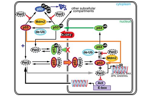 수학과 실험을 통해서 밝혀진 생체시계의 핵심 단백질 Period2와 암 억제 핵심 물질인 p53의 복잡한 상호작용. <자료=KAIST 제공>