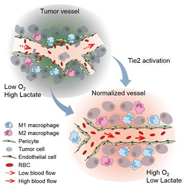 비정상적인 암 혈관과 TIE2 활성화로 정상화된 암 혈관의 모식도. <자료=IBS 제공>