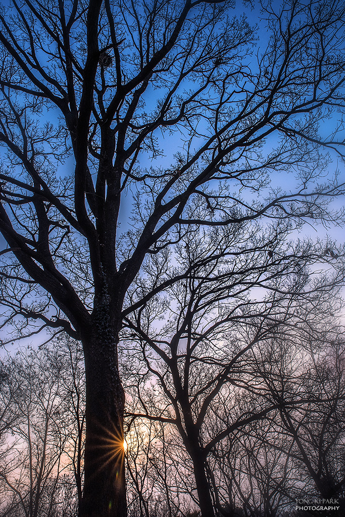 겨울 나무의 아침_잎을 모두 떨군 텅 빈 가지에 그래도 까치집 하나는 단단히 품고 있는 겨울 나무가 막 떠오르는 아침 햇살을 바라보며 실루엣처럼 서 있는 모습은 겨울 아침에만 만날 수 있는 아주 특별한 아름다움이다. Pentax K-1, HD PENTAX-D FA 24-70mm F2.8ED SDM WR, f/22, 1/125 s, ISO100