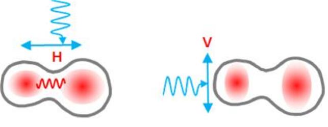 (좌)편광이 두 개의 양자점을 가로지르는 방향과 나란한 경우 (H-편광) 각각의 양자점에서 발생된 엑시톤 사이에는 인력형 쌍극자 상호작용이 발생한다. (우)V-편광의 경우 발생된 두 개의 엑시톤들은 서로 결합하지 않는다. <자료=한국연구재단 제공>