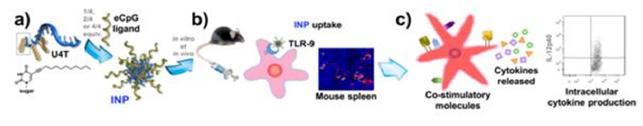 INP(면역활성 나노입자)를 이용한 쥐 체내 면역 활성 유도방법의 흐름도. (a) 다양한 CpG농도에 따른 INP의 제조. (b) 정맥 주사를 통한 비장 수지상 세포의 TLR9에 INP의 효과적인 전달. (c) INP에 의한 비장 수지상 세포의 표면 활성 단백질 발현 및 전구 염증 사이토카인의 발현 증가. <자료=한국연구재단 제공>