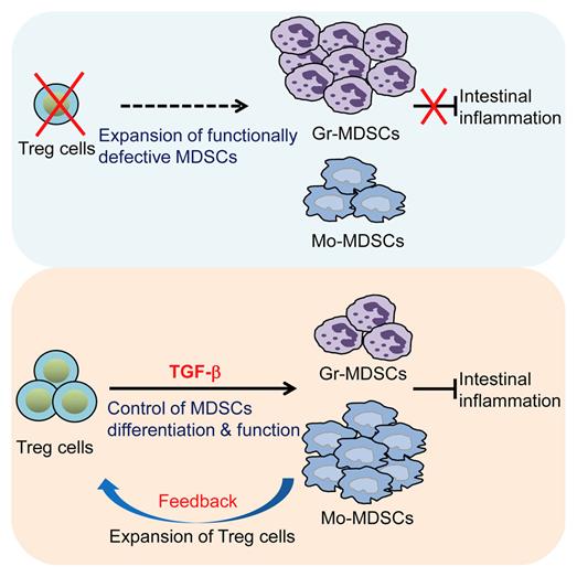 TGF-b를 통한 면역조절 T세포의 면역제어 골수성 세포 분화 및 기능 조절 모델.<자료=GIST 제공>