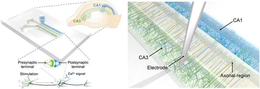 3차원 세포배양 틀에서 배양한 뇌의 해마부위 'CA3-CA1 신경회로망'.<사진=연구팀 제공>