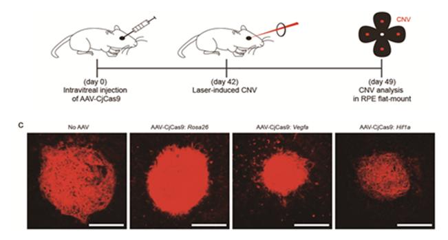 연구팀이 개발한 CjCas9 기반의 유전자가위 치료(Nature Communications). 연구팀은 생쥐의 유리체강 내 아데노 연관 바이러스를 이용한 CjCas9 기반의 유전자 가위 치료제를 주사하고, 6주 뒤 레이저로 맥락막 신생혈관을 유발하였다. 1주일 뒤 맥락막 신생혈관의 크기를 비교하였다. 그 결과, 치료군의 맥락막 신생혈관(우측 2개)의 크기가 대조군(좌측 2개)에 비해 크기가 감소함을 확인했다. <자료=IBS 제공>
