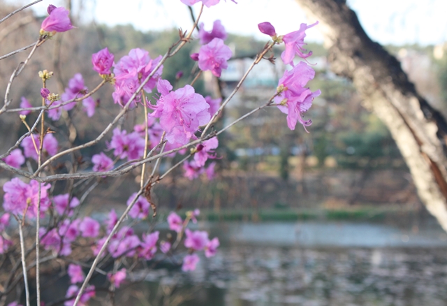 화학연 내부 연못에 핀 봄꽃들.<사진=대덕넷>