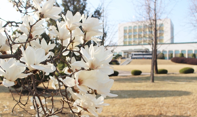 표준연 내부에도 하얀 봄꽃이 수를 놓고 있다.<사진=대덕넷>
