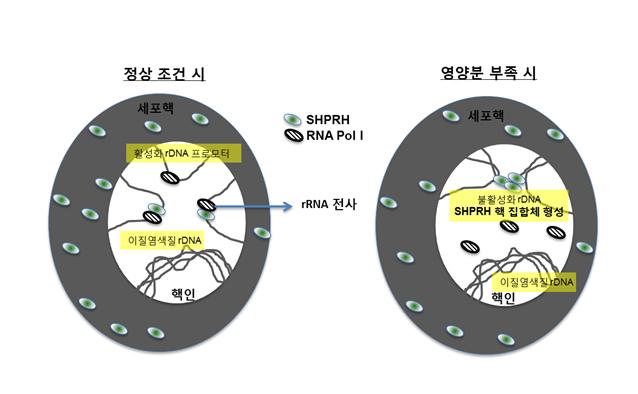 SHPRH 단백질 집합체 형성에 따른 rRNA 전사 조절.<사진=IBS 제공>