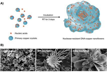 DNA를 이용한 유, 무기 복합 나노 꽃 구조물의 제작 과정을 나타내는 모식도. <자료=KAIST 제공>