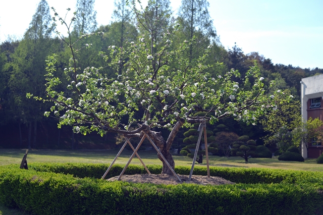 표준연 잔디광장에 있는 뉴턴의 사과나무 후대손.<한국표준과학연구원 제공>