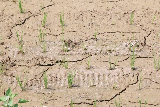 가뭄으로 인해 충남 예산군 예당저수지 인근 논밭이 갈라져 있다.<사진=강민구 기자>