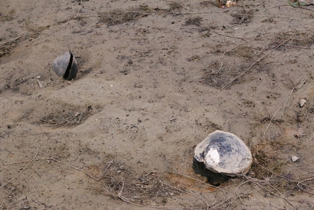 멸종위기 생물인 '귀이빨대칭이 조개'들은 입을 벌린 채 모래 사이에 죽어있다.<사진=강민구 기자>
