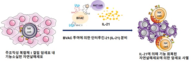 MHC class I 결핍 암에 침투된 기능 소실된 자연 살해 세포의 IL-21에 의한 기능 회복 모식도.<자료=미래창조과학부 제공>
