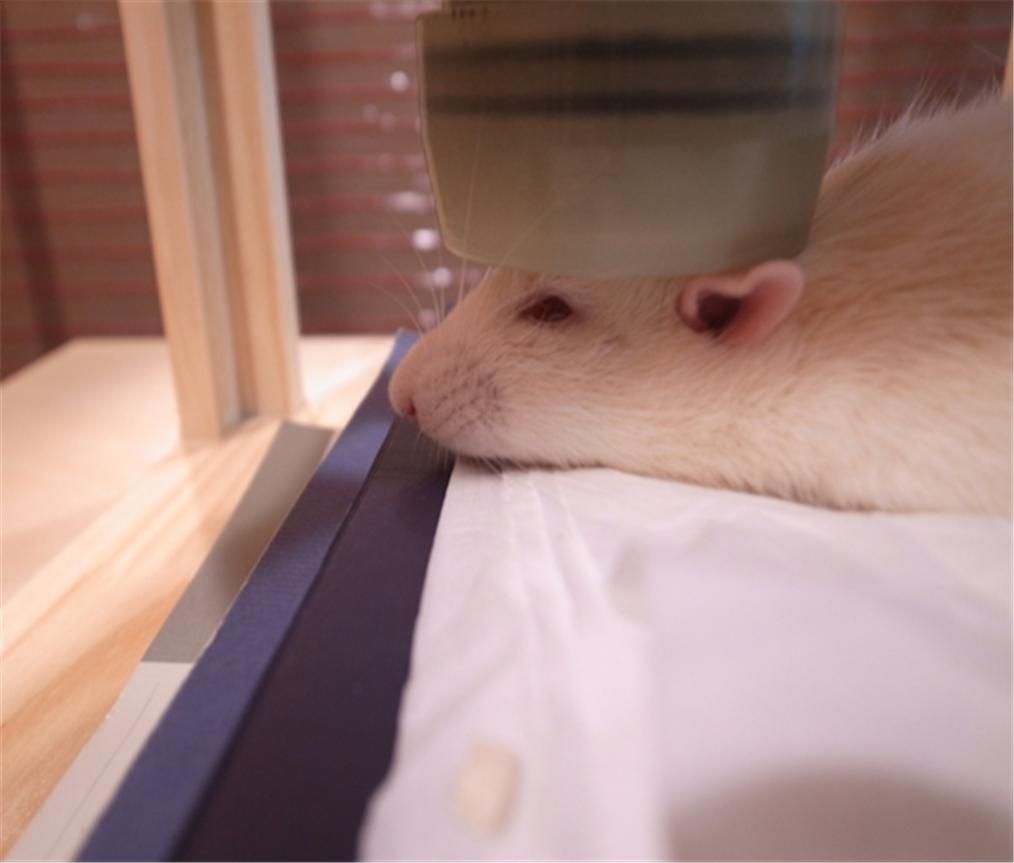 소동물 생체자기 측정장치로 실험쥐의 뇌기능을 측정하는 모습. <사진=표준연 제공>