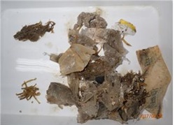 붉은바다거북 장기서 발견된 해양쓰레기.<사진=국립해양생물자원관 제공>