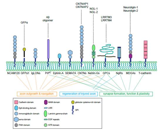 신경계에 존재하는 다양한 GPI-anchor 단백질 목록 및 기능. <자료=DGIST 제공>