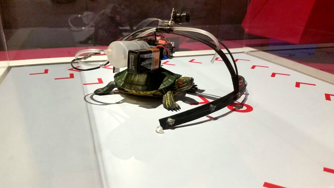 거북 모형에 기생로봇을 부착한 모습이다. '기생로봇'이라는 말은 김대건 박사가 만들었으며 구글에서 'parasitic robot'을 검색해 나오는 내용들은 거의 다 김 박사의 연구 결과들이다. <사진=김대건 제공>