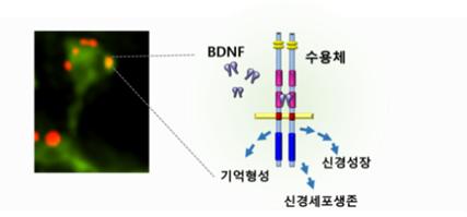 신경세포에 존재하는 BDNF와 그 수용체, 그리고 생리활성의 관계. <자료=한국뇌연구원 제공>