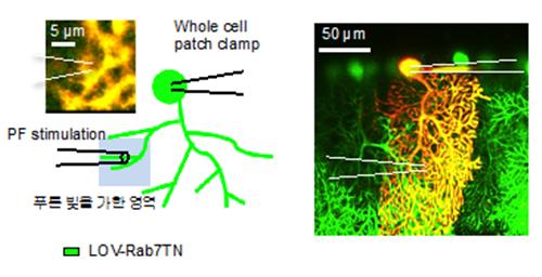세포내 수송을 방해하는 Rab7TN을 LOV에 결합시켜 세포내에 발현하고 전기적으로 세포에 시냅스억제를 유도한 후 특정 시점에 푸른 빛을 가해 세포내 수송을 방해함.<사진=KIST 제공>