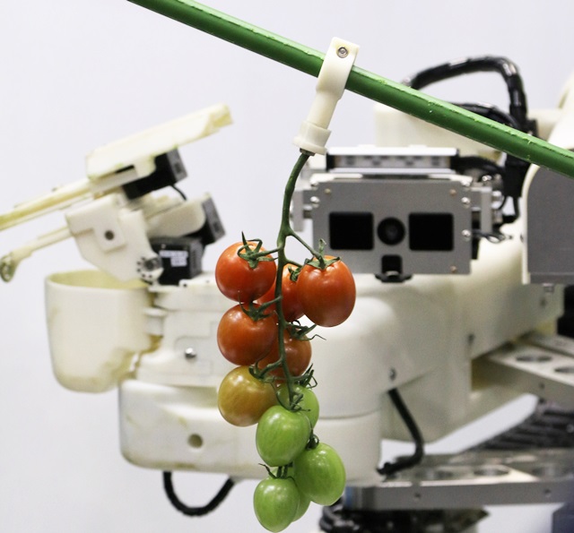 방울토마토 자동으로 수확하는 파나소닉 로봇.<사진=김요셉 기자>