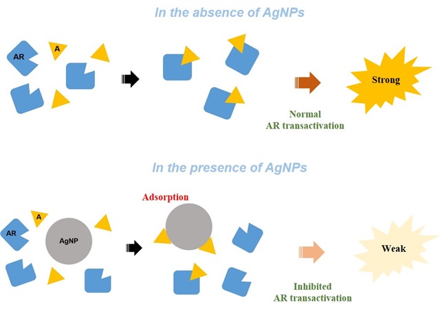 은나노물질(AgNP)이 안드로겐(A)과 흡착함으로써 안드로겐 수용체 전사촉진(AR transactivation)을 저하시킨다.<자료=안전성평가연구소 제공>