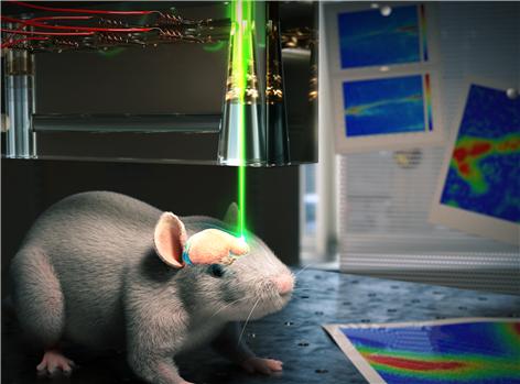 액체렌즈를 이용해 살아있는 쥐의 광음향영상을 얻는 모식도.<사진=한국연구재단 제공>