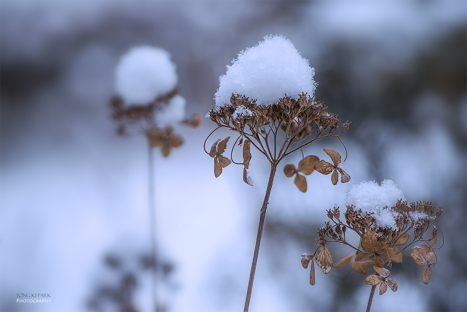 겨울에 남겨진 삶의 흔적들-3-산수국_눈 내리는 화단 한 구석에서 하얀 눈모자를 쓰고 조금은 을씨년스러운 모습으로 이 겨울을 나는 산수국도 있다. 한 겨울에도 이렇게 아름다운 모습으로 남아 '뒷모습이 아름다운 꽃'이 되었다. PENTAX K-1, smc PENTAX-D FA MACRO 100mm F2.8 WR, f/3.5, 1/800 s, ISO100