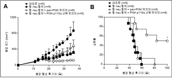 혼합종양모델에 항 neu 항체와 PI3K 효소 p110α 선택적 억제제의 병용처리는 효과적인 항암 활성과 면역 활성을 보인다.<사진=한국연구재단 제공>