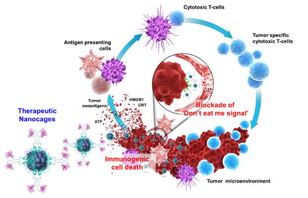 항암 면역 나노입자(FHSIRPα-dox)의 항암 치료 모식도.<사진=KIST 제공>