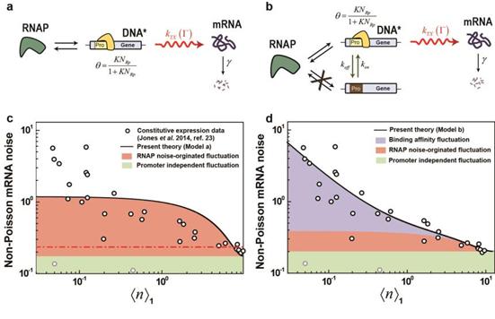 프로모터 세기 변화에 따른 mRNA의 농도 요동 실험 결과 해석.<사진=한국연구재단 제공>