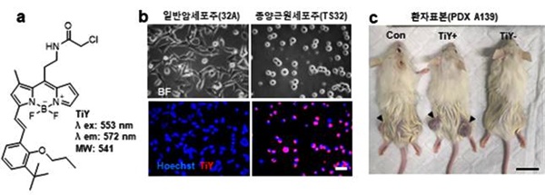 TiY의 종양줄기세포에 대한 선별능력 검증(a TiY의 화학 구조, b 광현미경 관찰을 통해 검증된 TiY의 종양줄기세포에 대한 선별성, c 대조군).<사진=IBS>
