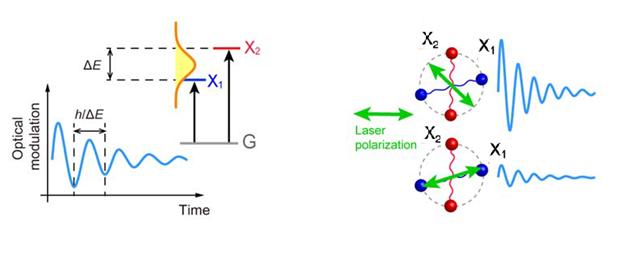 양자 맥놀이 현상(왼쪽), 선형편광을 이용한 양자 맥놀이 현상 제어(오른쪽).<사진=한국연구재단 제공>