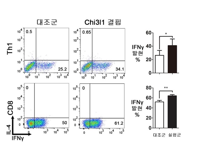 Chi3l1 유전자 결핍 쥐에서 Th1세포(CD4)와 CTL세포(CD8) 기능 증진.<사진=한국연구재단>