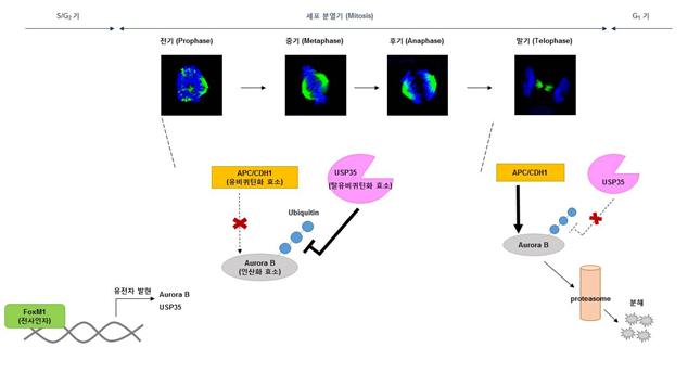 세포분열과정 동안 USP35에 의한 Aurora B 단백질의 조절 기전.<사진=KIST 제공?