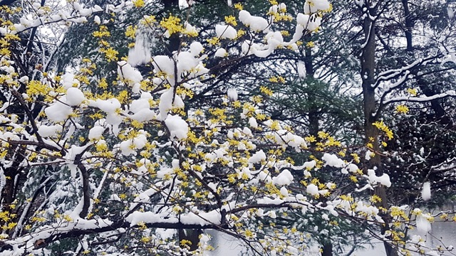 봄과 겨울의 모습이 어우러진 진풍경.<사진=대덕넷>