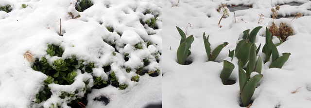 봄을 준비하던 화초들이 갑자기 내린 눈으로 하얀 모자를 쓴 모습. 사진은 유성도서관 정원.<사진=대덕넷>
