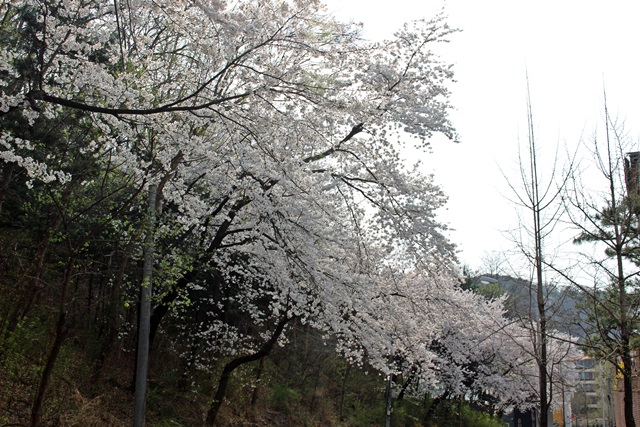벚꽃이 연이어 만든 풍경.<사진=대덕넷>
