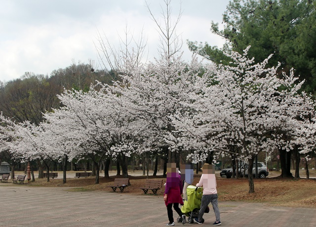 대덕특구종합운동장에도 벚꽃이 활짝 피며 시민들이 찾고 있다.<사진=대덕넷>