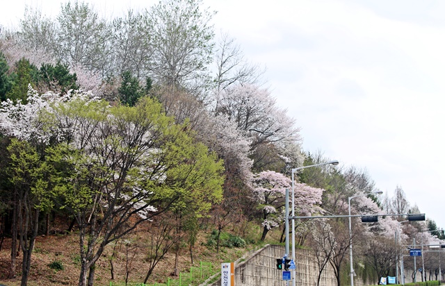 한국화학연구원 앞, 연초록 잎새와 봄꽃이 한폭의 수채화 같다.<사진=대덕넷>