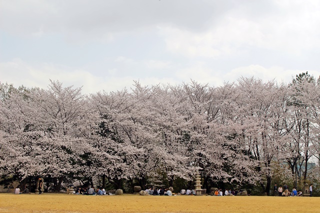 KAIST 캠퍼스 곳곳 벚꽃 향연이 펼쳐지고 있다.<사진=대덕넷>